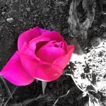 Beautiful Rose by Asul